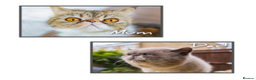 Exotic cats for sale: Beautiful exotic tourtie and white girl  - Advert 7