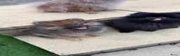 Pomeranian dogs for sale: 2 stunning male Pomeranian ready for new homes now - Advert 2