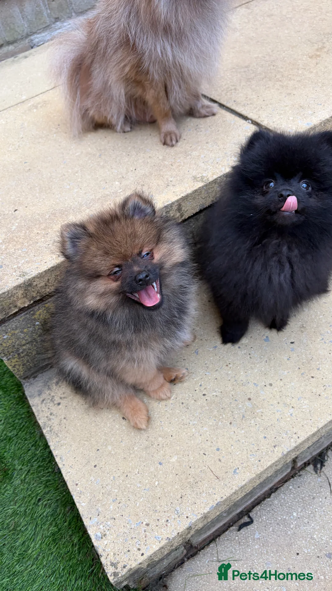 Pomeranian dogs for sale: 2 stunning male Pomeranian ready for new homes now - Advert 2