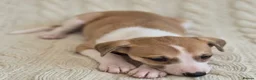 Whippet dogs for sale: Stunning Show Quality Ch Sired Whippet Puppies  - Advert 14