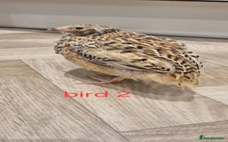 Quail poultry for sale: Coturnix quail three week old (not sexed)  - Image 2