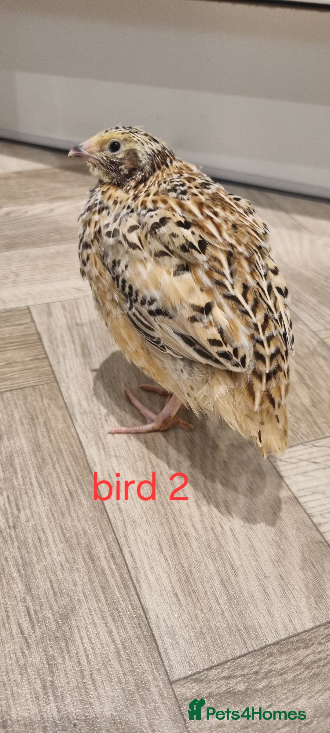 Quail poultry for sale: Coturnix quail three week old (not sexed)  - Image 2