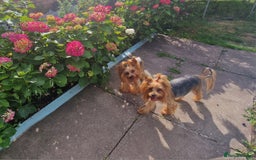 Yorkshire Terrier dogs for sale: Adult York Terrier for sale  - Image 2