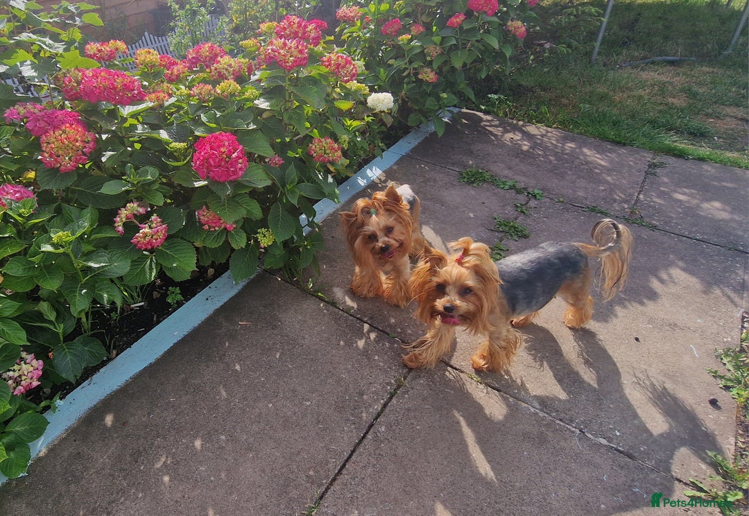 Yorkshire Terrier dogs for sale: Adult York Terrier for sale  - Image 2