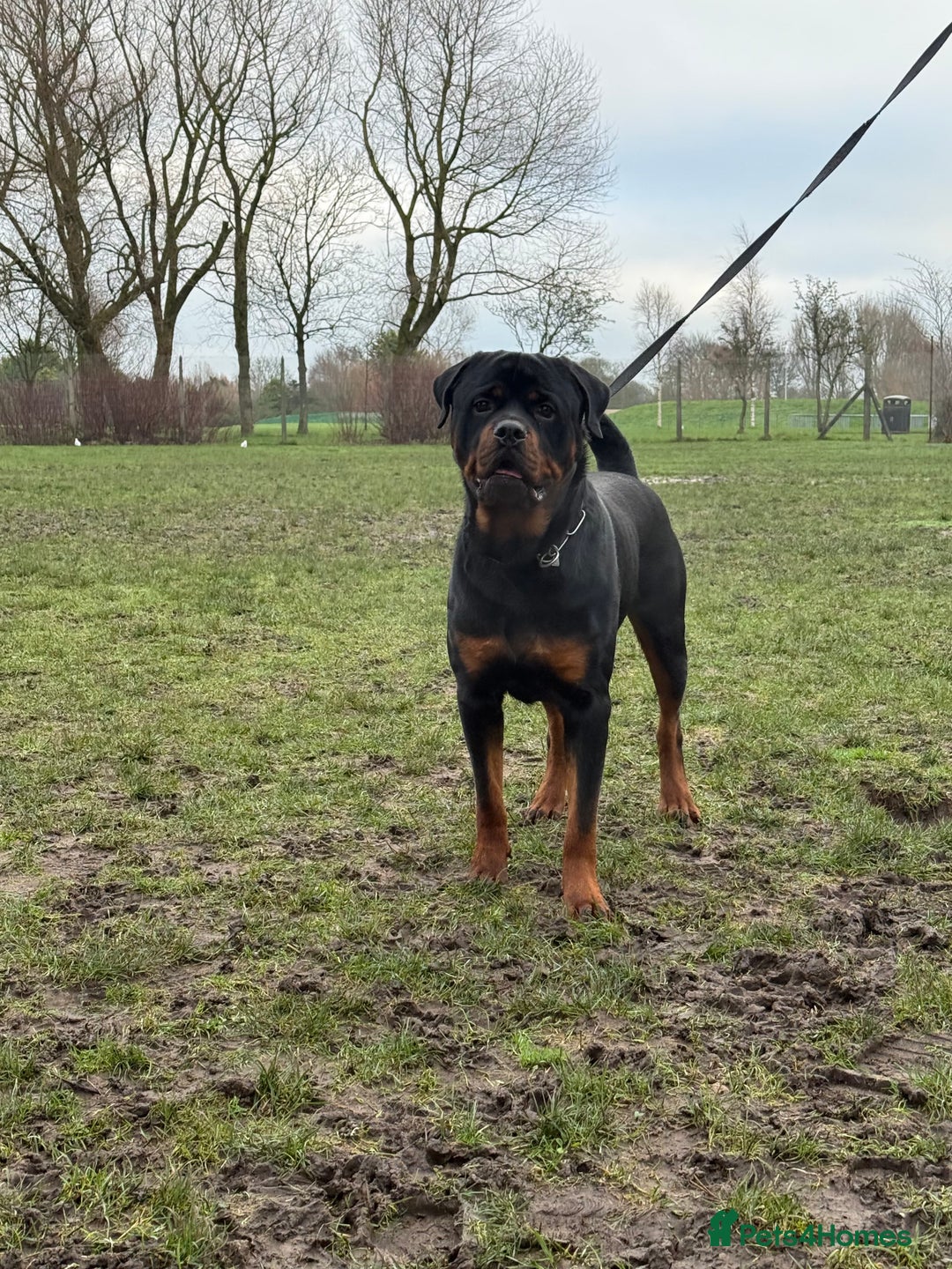 Rottweiler dogs for sale: rottweiler male champions blood lines - Advert 3