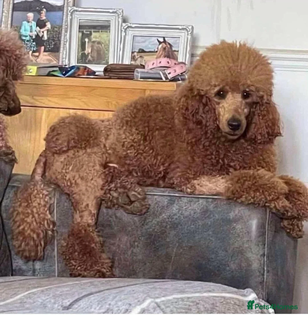 Cockapoo dogs for sale: Beautiful cockerpoos  - Advert 10