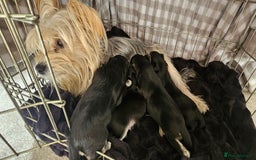 Morkie dogs for sale: 🐶 Adorable Morkie Puppies 🐶 - Image 2
