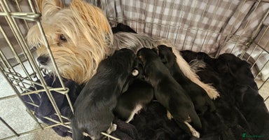 Morkie dogs - Advert 8