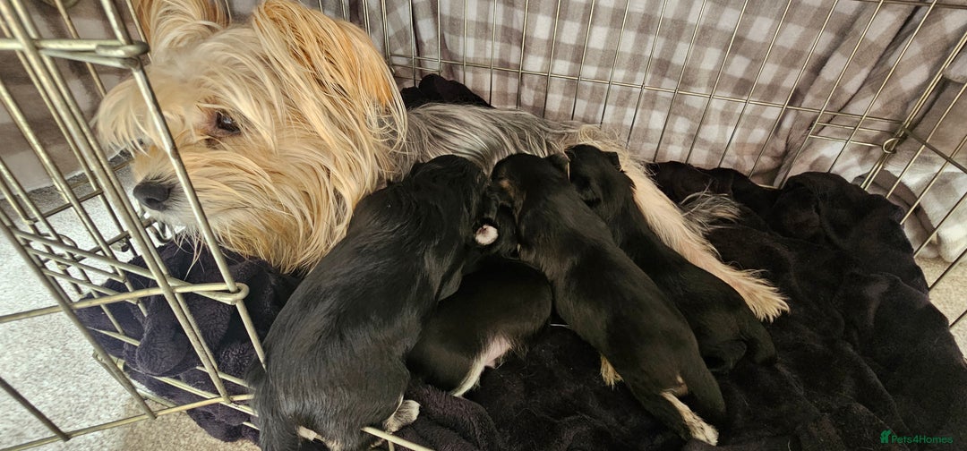 Morkie dogs for sale: 🐶 Adorable Morkie Puppies 🐶 - Image 2