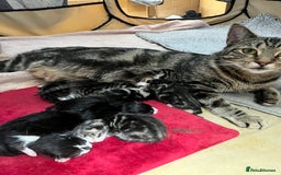 Mixed Breed cats for sale: 8 Gorgeous kittens looking for their forever homes - Image 20