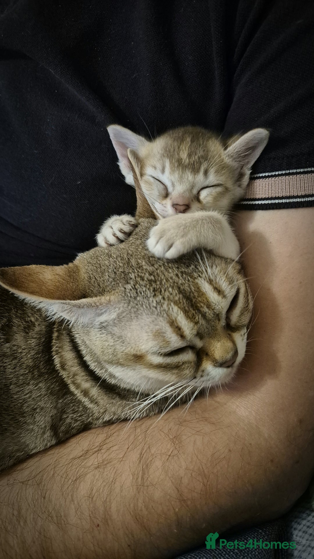 Singapura cats for sale: ⚜️TICA registered Singapura kittens  - Advert 4