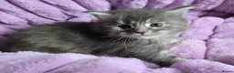 Maine Coon cats for sale: Stunning Maine Coon kittens - Advert 16