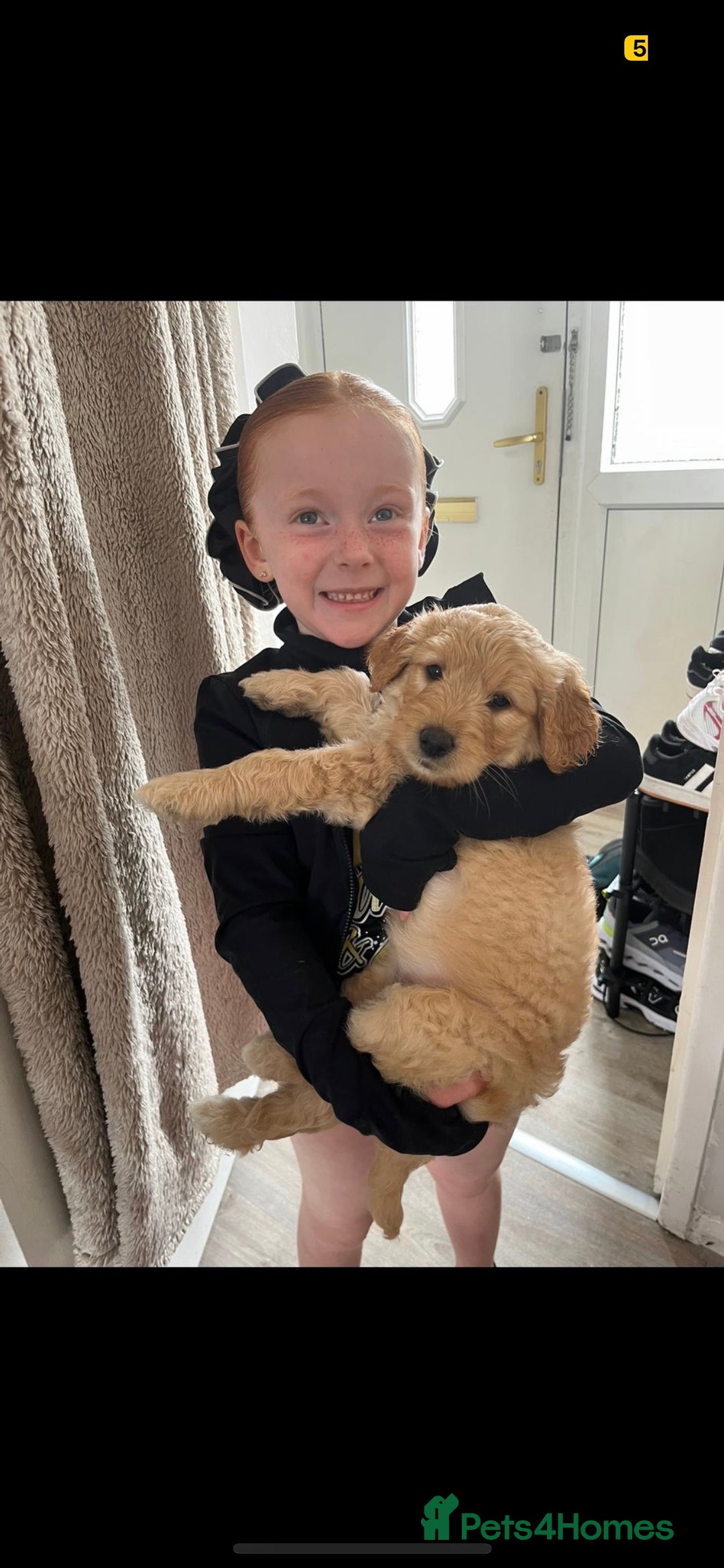 Goldendoodle dogs for sale: Our beautiful bailey the goldendoodle ❤️ - Image 8