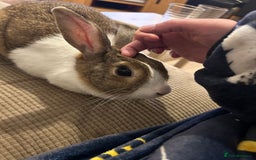 Dutch rabbits for sale: Two Female Rabbits  - Image 5