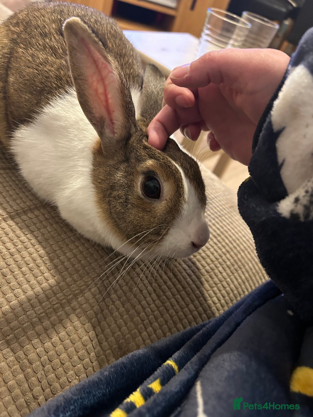 Dutch rabbits for sale: Two Female Rabbits  - Image 5
