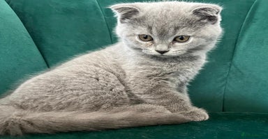Scottish Fold cats - Advert 4