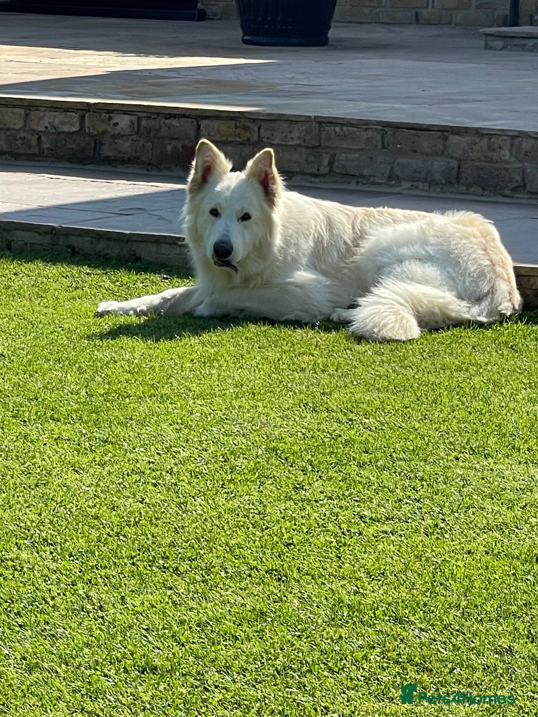 German Shepherd dogs for stud: white German shepherd stud  in Wickford - Advert 5