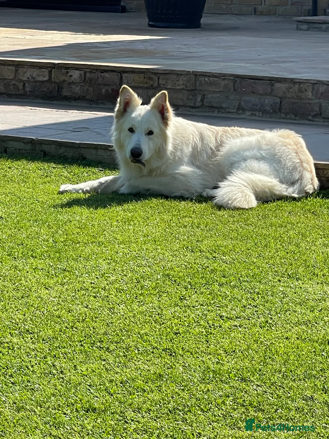 German Shepherd dogs for stud: white German shepherd stud  in Wickford - Advert 5