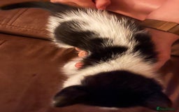 Mixed Breed cats for sale: Black and white Kittens - Image 14