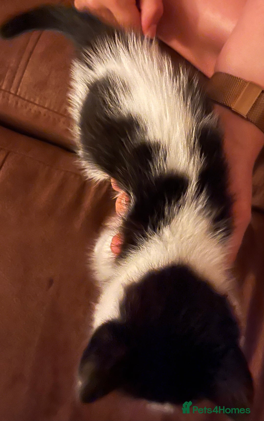 Mixed Breed cats for sale: Black and white Kittens - Image 14