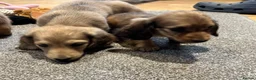 Miniature Dachshund dogs for sale: Cream dapple boy and shaded red girl - Advert 18