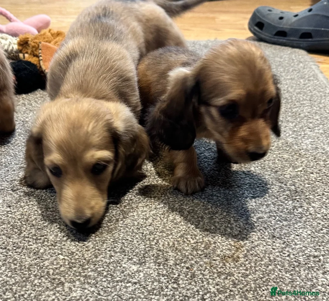 Miniature Dachshund dogs for sale: Cream dapple boy and shaded red girl - Advert 18