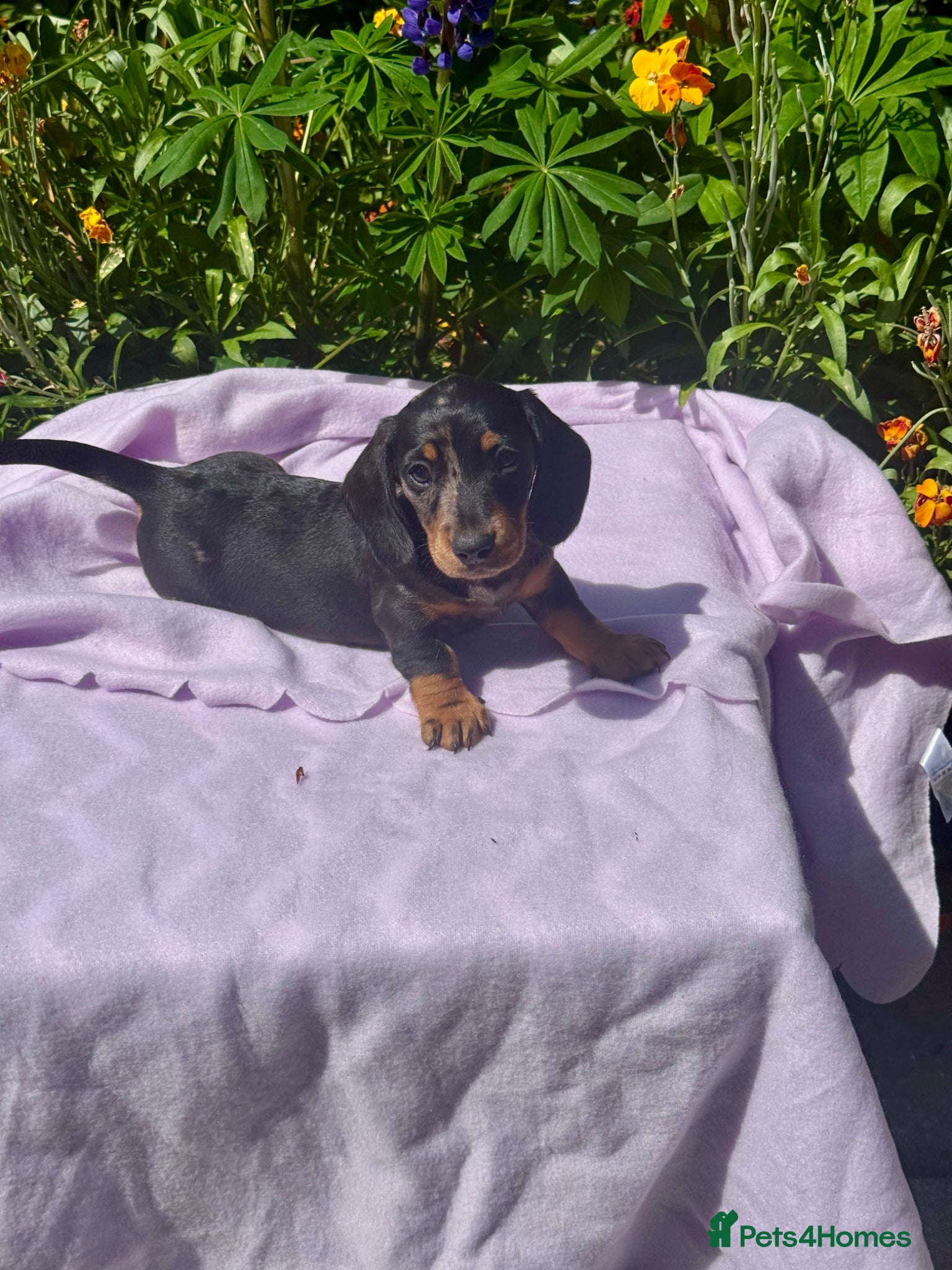 Miniature Dachshund dogs Boys kc reg dna tested mini dachshund puppies  - Advert 1