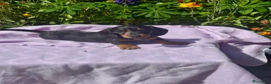 Miniature Dachshund Puppy 4
