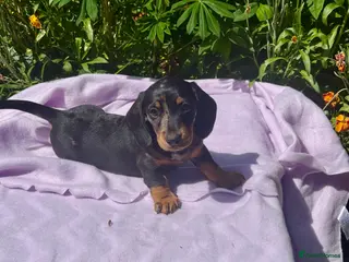 Miniature Dachshund dogs Boys kc reg dna tested mini dachshund puppies - Advert 1