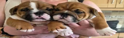 English Bulldog dogs for sale: 2 fantastic red british girls. - Advert 1