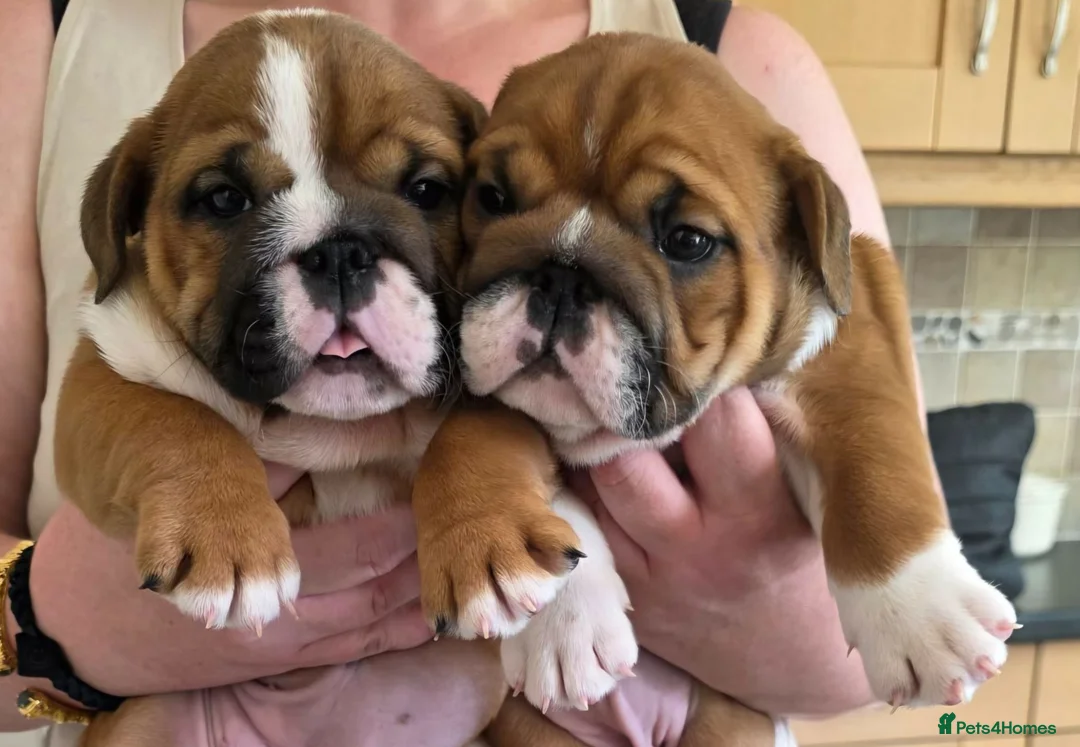English Bulldog dogs for sale: 2 fantastic red british girls. - Advert 1