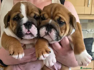 English Bulldog dogs 2 fantastic red british girls. - Advert 3