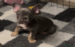 French Bulldog dogs for sale: 💕🐾 Stunning French bulldogs 🐾💕 - Advert 30