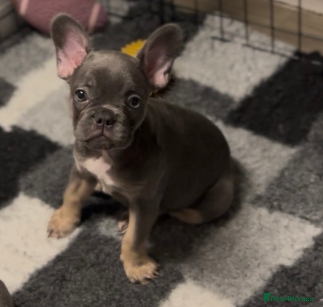 French Bulldog dogs for sale: 💕🐾 Stunning French bulldogs 🐾💕 - Advert 30