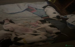 English Springer Spaniel dogs for sale: Springer spaniel pups READY NEXT WEEK - Advert 10