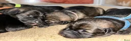 German Shepherd dogs for sale: Dm clear German shepherd pups born on the 19th sep - Advert 11