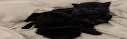 Domestic Shorthair cats for sale: Black Fluffy Kittens  - Advert 6