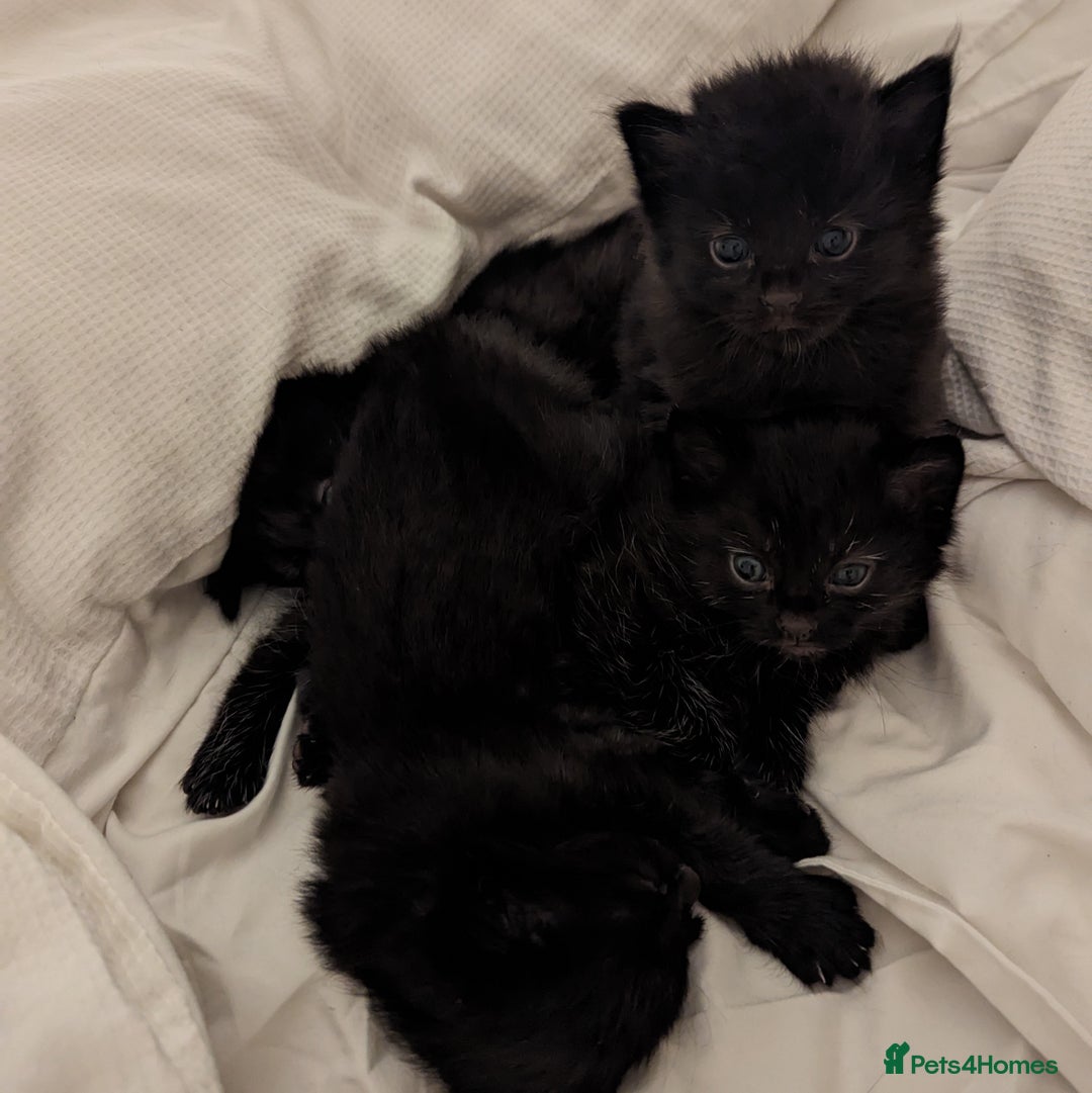 Domestic Shorthair cats for sale: Black Fluffy Kittens  - Advert 6