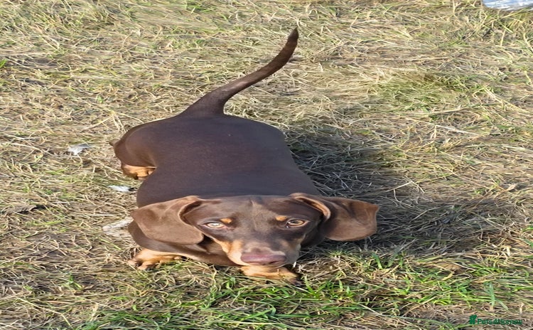 Miniature Dachshund dogs in Leeds - Advert 4