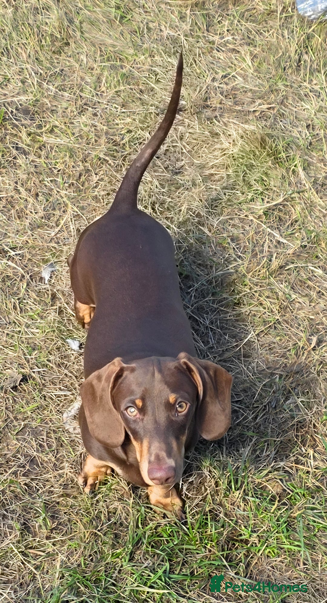 Miniature Dachshund dogs for sale: Fully vaccinated Stunning KCReg Mini Dax last girl in Leeds - Image 2