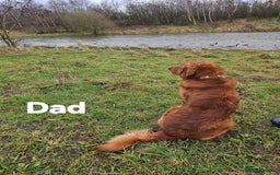 Golden Retriever dogs for sale: KC registered pedigree Golden Retriever pups - Image 22