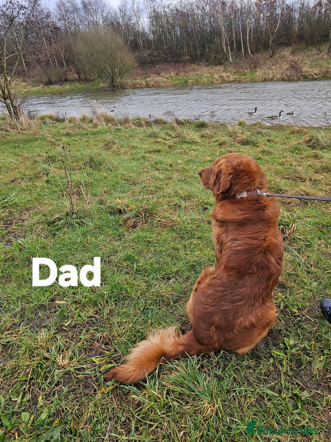 Golden Retriever dogs for sale: KC registered pedigree Golden Retriever pups - Image 22