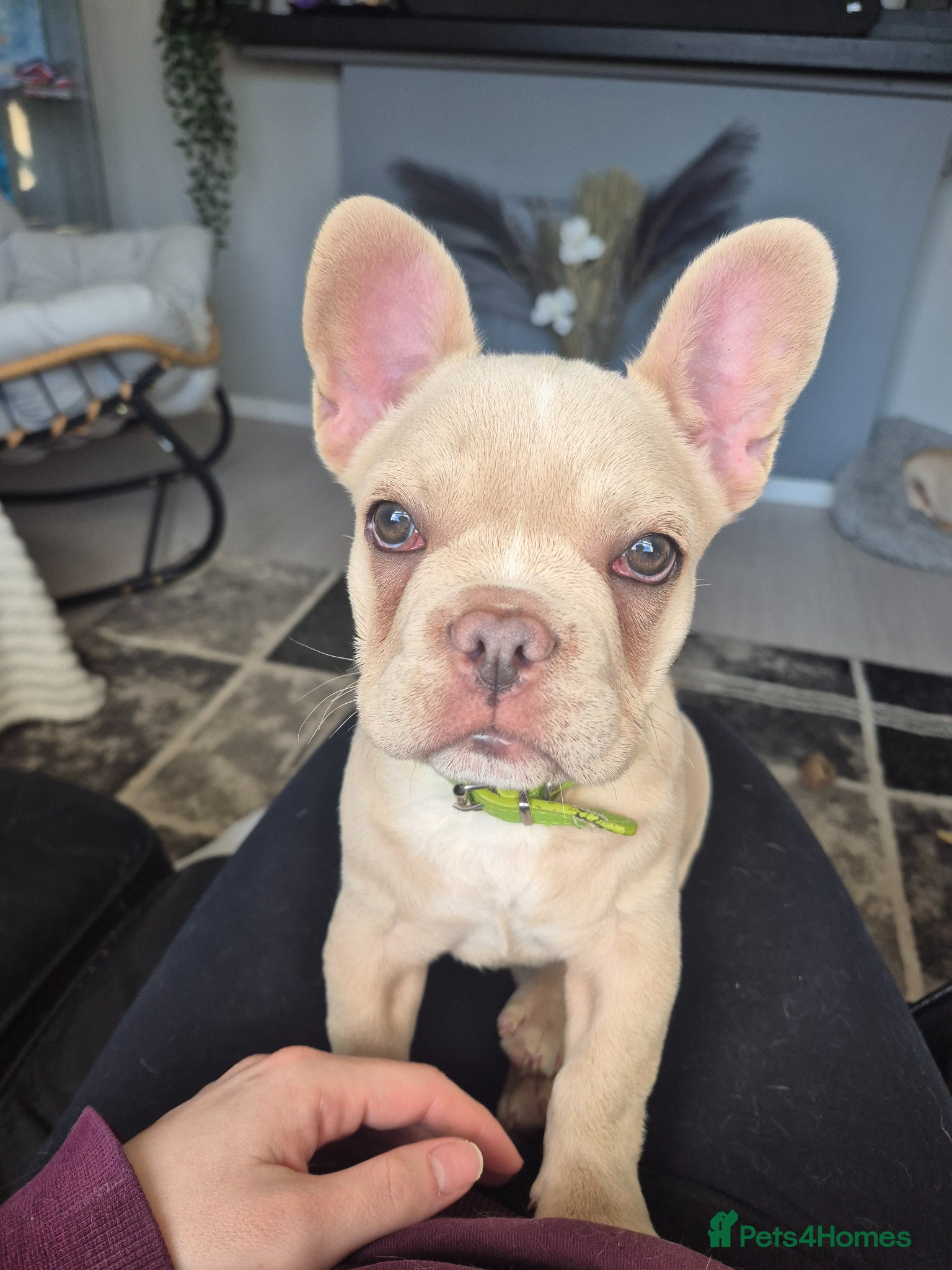 French Bulldog dogs One stunning DWKC pup left  - Advert 7