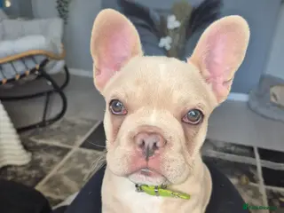 French Bulldog dogs One stunning DWKC pup left - Advert 7