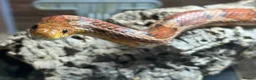 Corn Snake reptiles for sale: Simon the Cornsnake - Advert 2