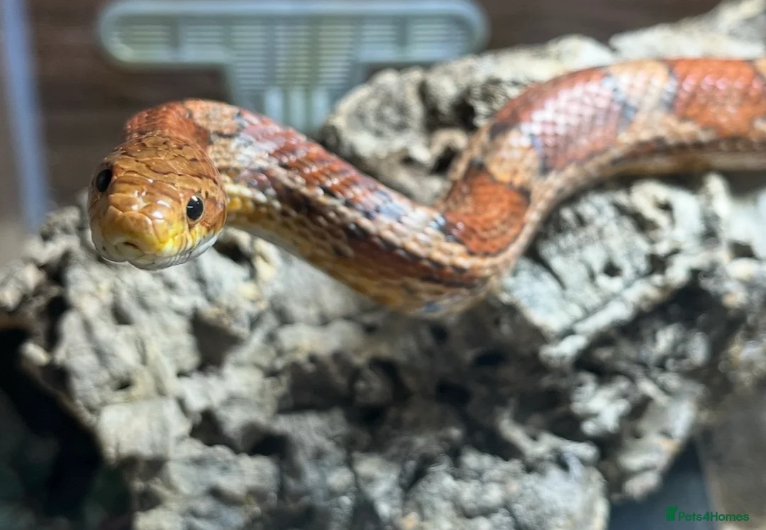 Corn Snake reptiles for sale: Simon the Cornsnake - Advert 2