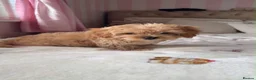 Mixed Breed dogs for sale: Cavapoochon Puppy For Sale - Advert 3