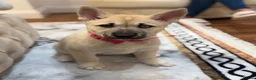 Huskita dogs for sale: Luna husky  - Advert 4