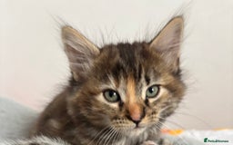 British Longhair cats for sale: Beautiful female kitten (ready now) - Image 7