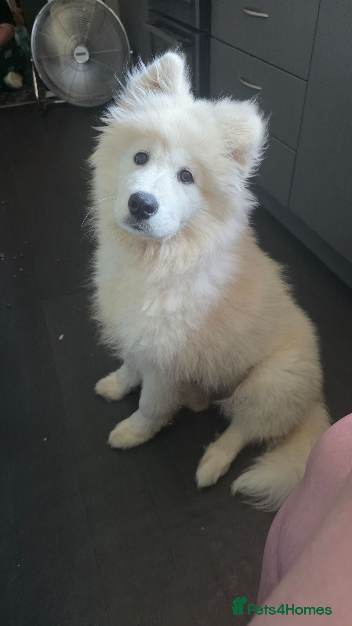 Samoyed dogs Beautiful Girl Samoyed  - Advert 4